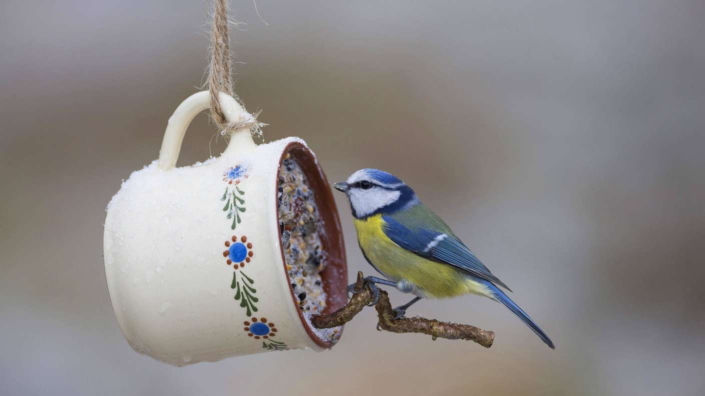 39945371-blaumeise-an-einer-tasse-mit-se