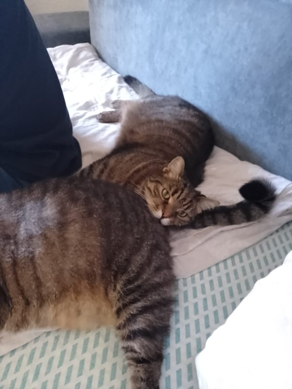 rambofurz
