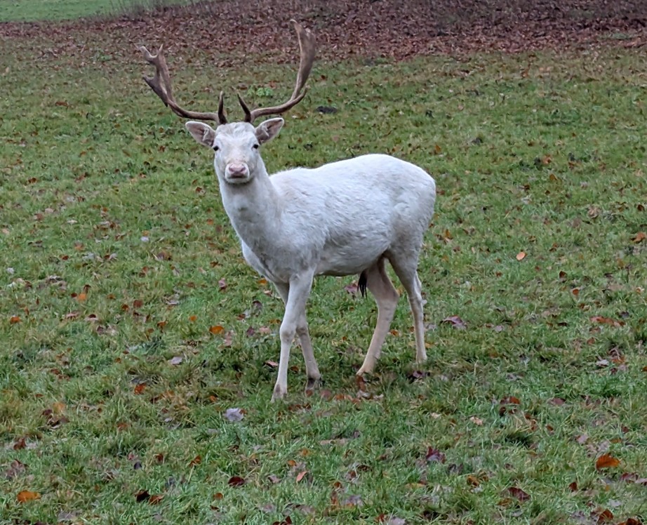 e554628e-2652-422e-9c7c-fa00dde9c60d cop