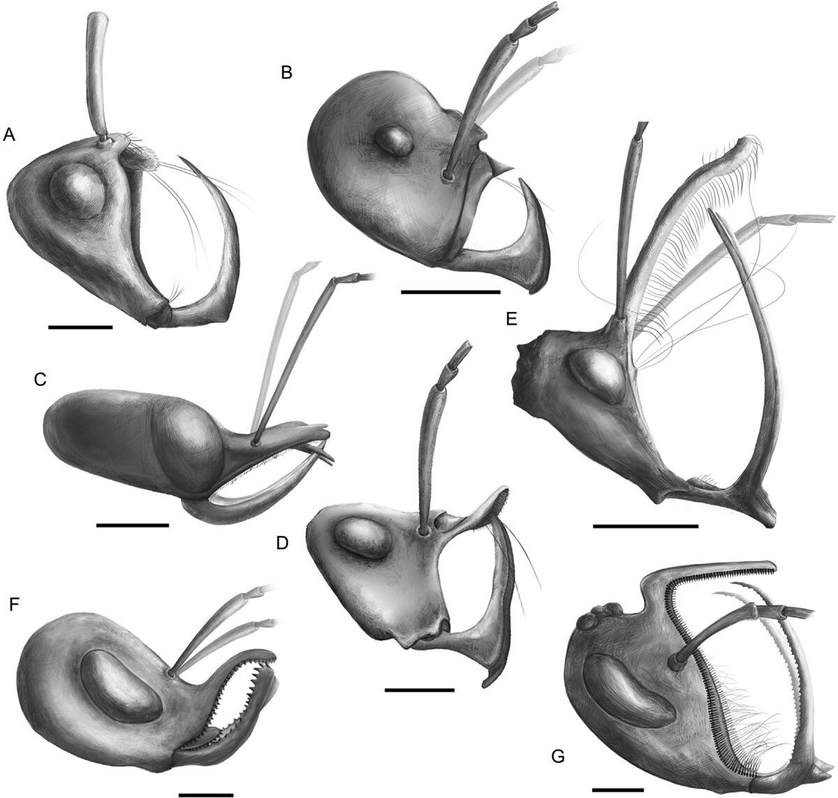 1200px-Perrichot V. Wang B. et al. 2020.