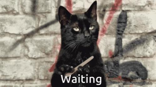 sabrina-cat-waiting-file-claws