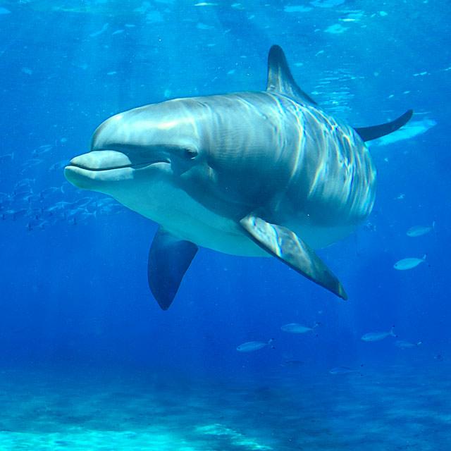 delfine-leben-in-gruppen-zusammen-und-ve