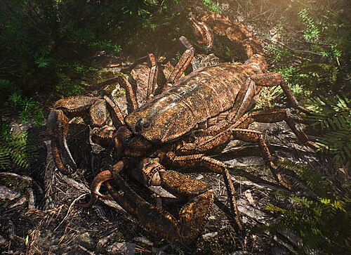 Pulmonoscorpius kirktonensis