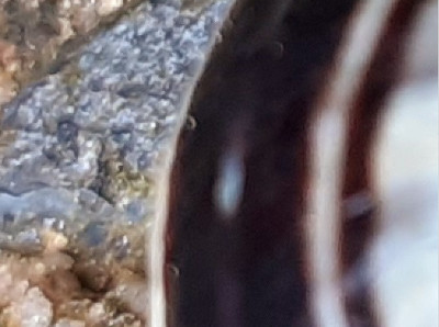 4113249251