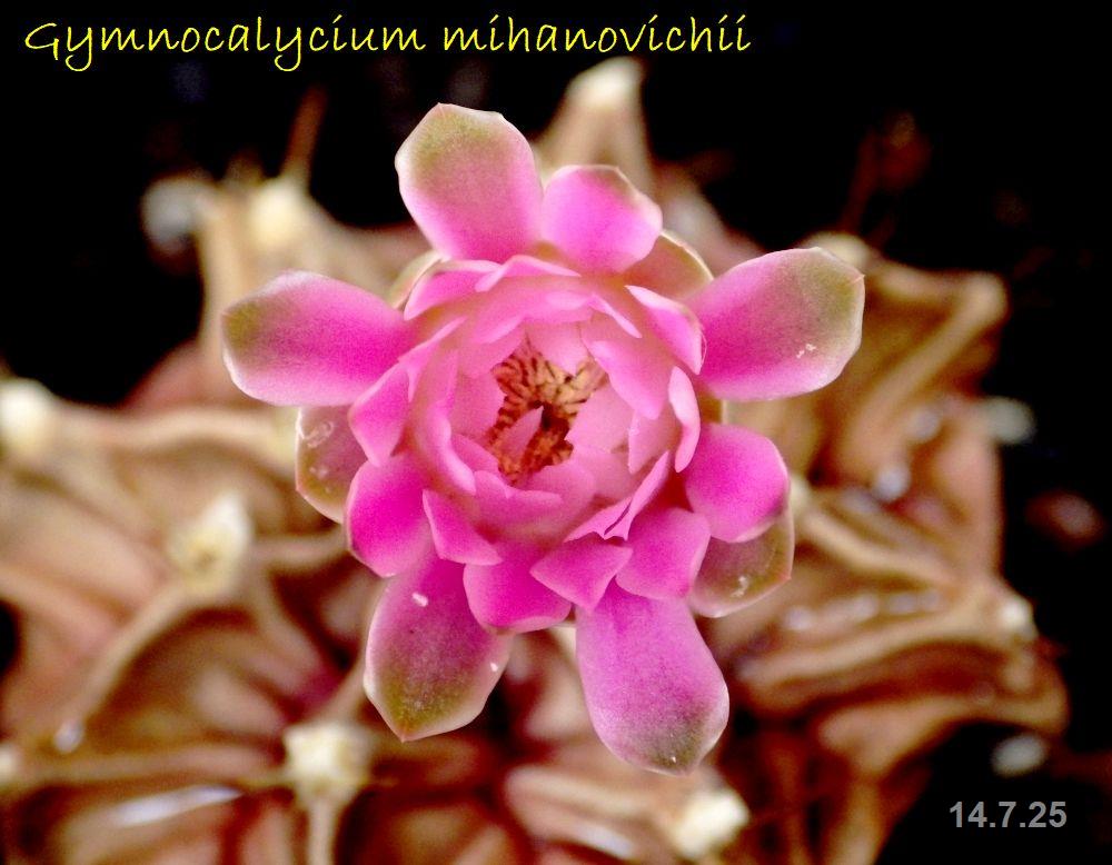 IMGP0440