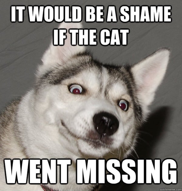 husky meme - Copy