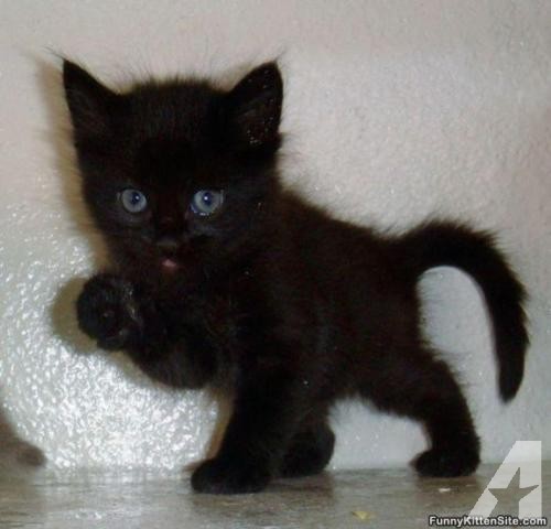 rescue-kittens-needing-homes-americanlis