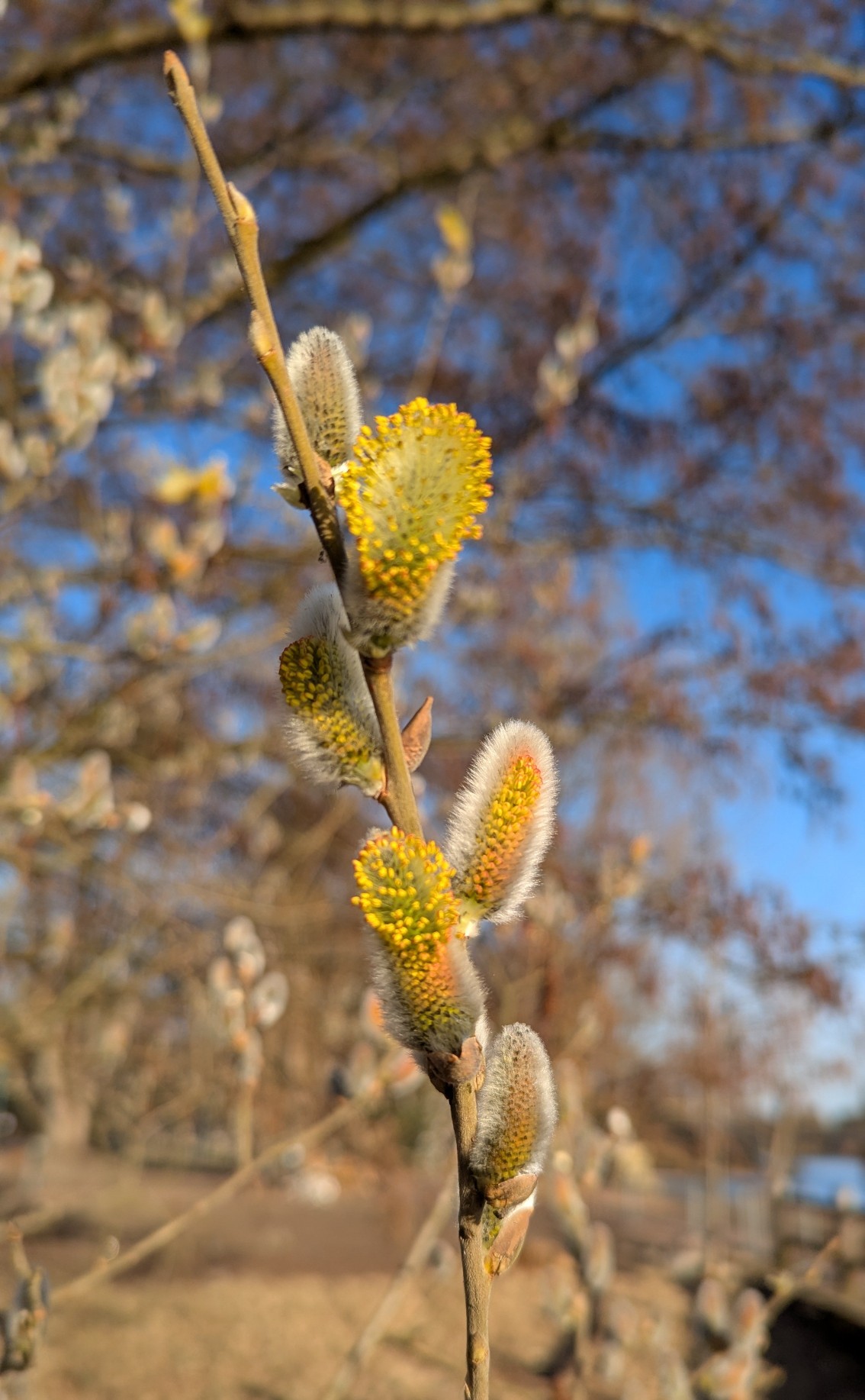 b535e73d-110d-4357-a33f-5d39b1e756bf cop