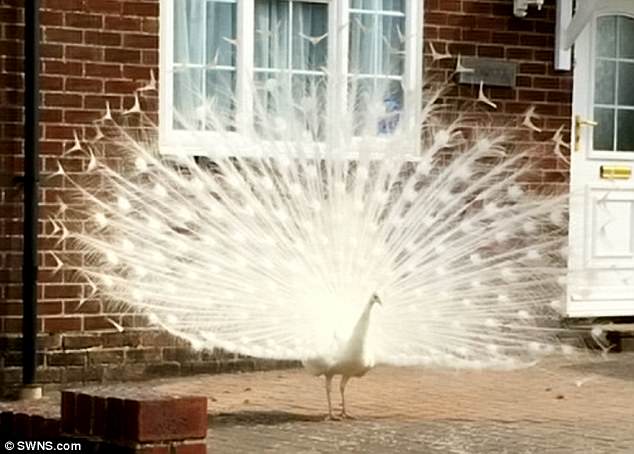 Sussex peacock