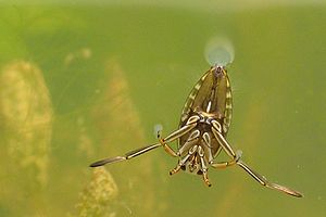 300px-Notonecta glauca1