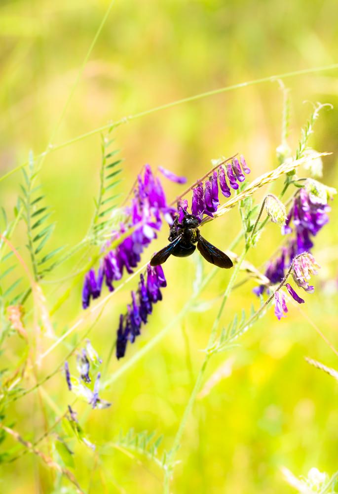 Grosse Holzbiene Xylocopa violacea-3