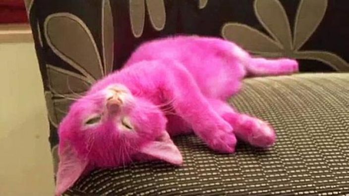 katze-musste-sterben-weil-sie-pink-gefae