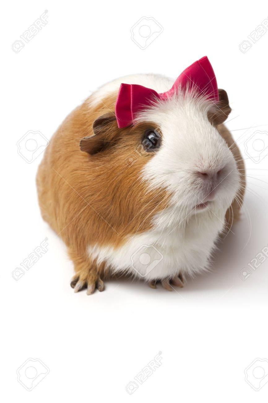 7641937-meerschweinchen-mit-einem-rosa-s