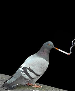 FunnyPigeonssmoking