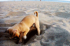 sand puppy
