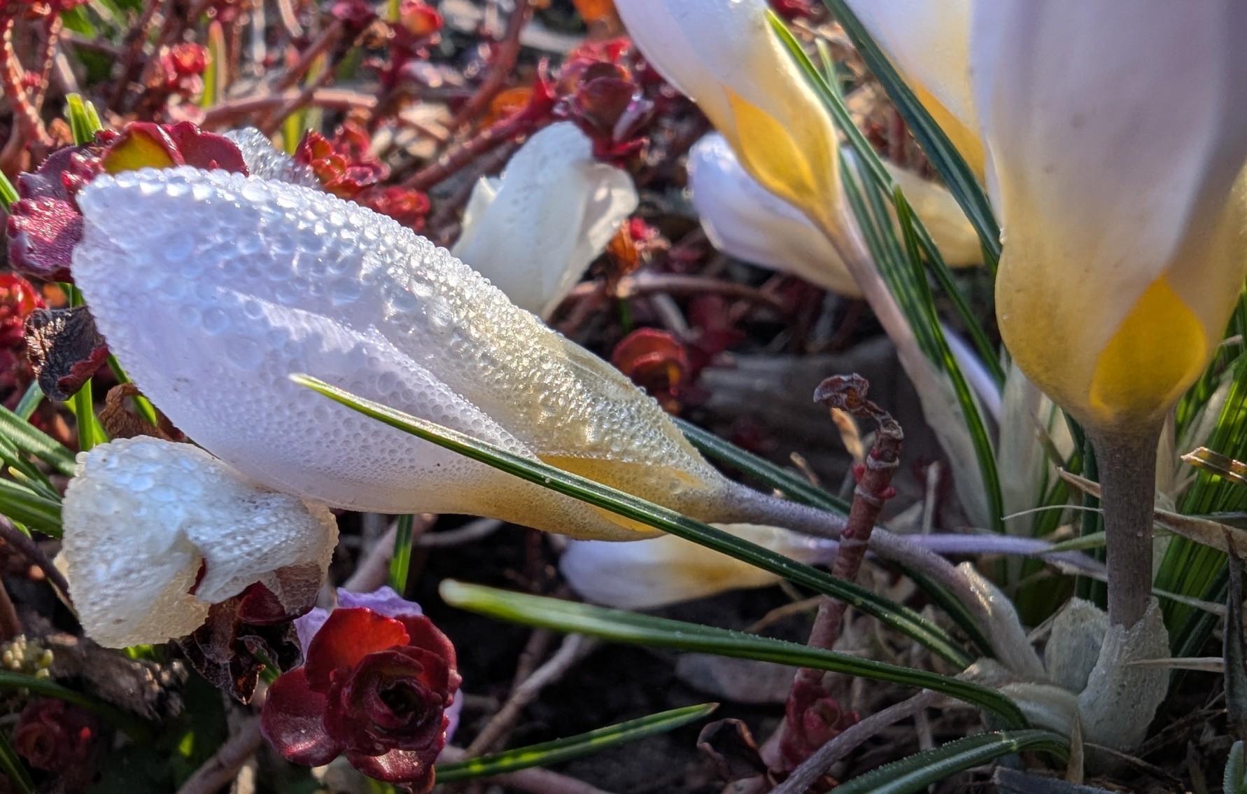 1e6185f2-c0c1-4dec-9d79-ba52efb07f83 cop