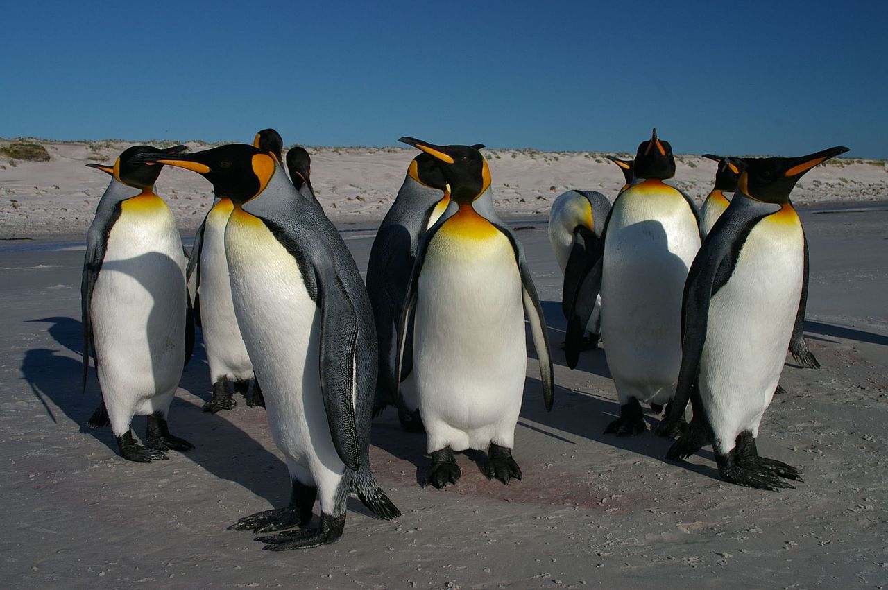1280px-Falkland Islands Penguins 62