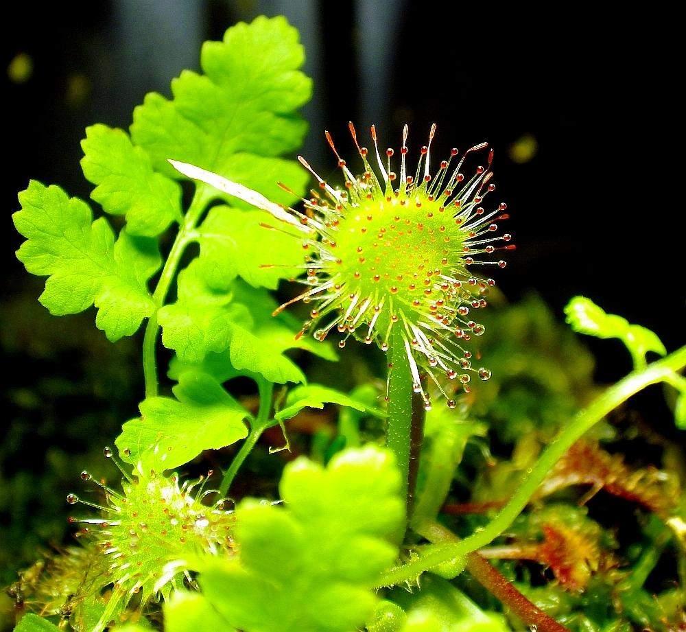 KK 1076 RotFern2.jpg conv