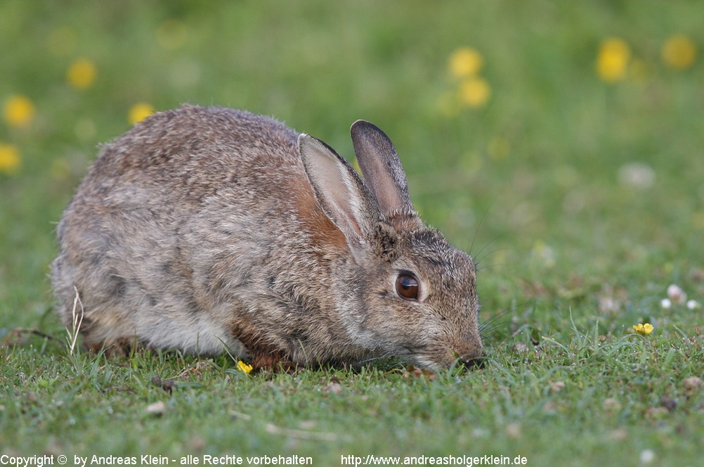 Wildkaninchen 00002