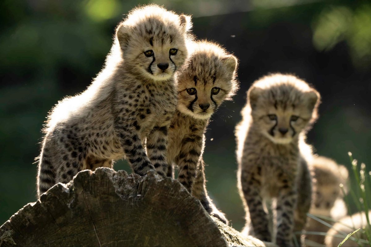 indien cheetahs - Copy