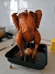 chicken
