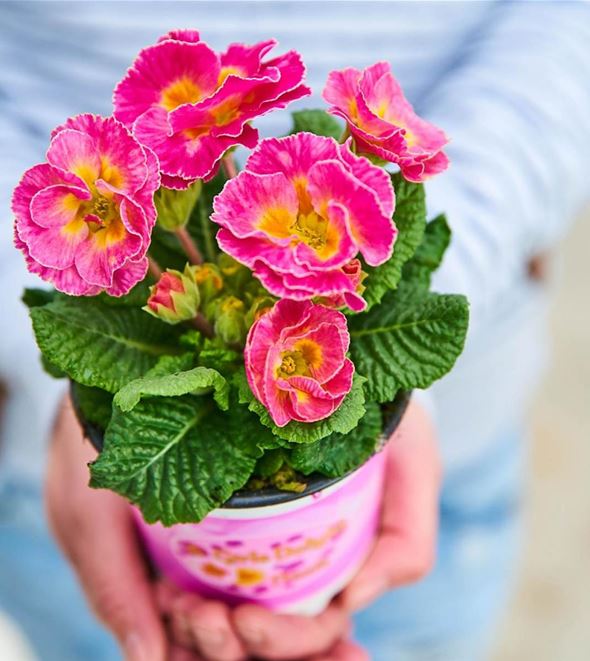 blumen-primel-rosenprimel-girls gelight-