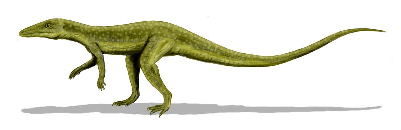 Saltoposuchus BW