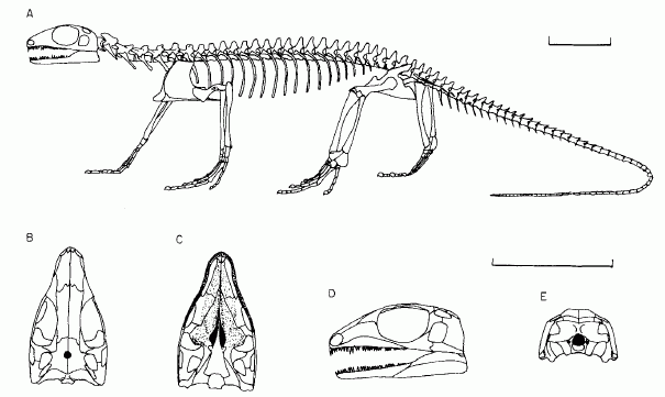 petrolacosaurs