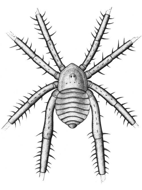 Douglassarachne reconstruction