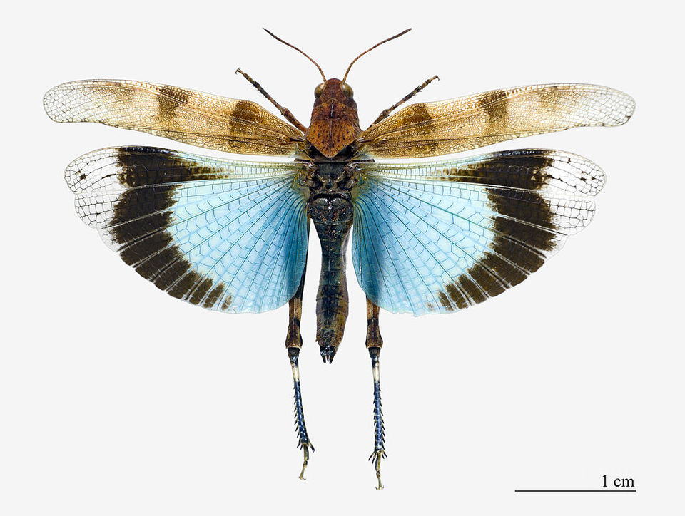 960px-Oedipoda caerulescens MHNT