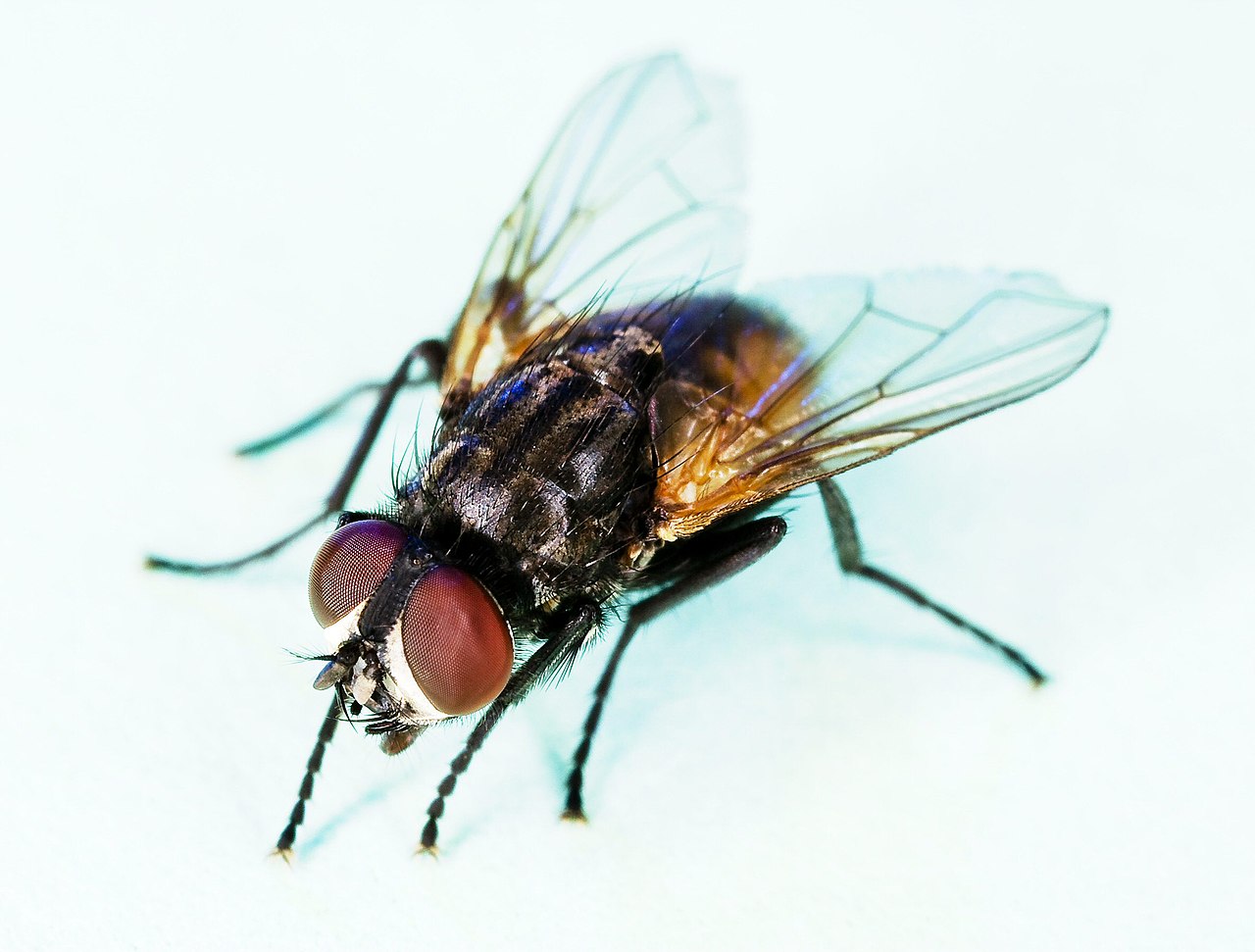 1280px-Common house fly2C Musca domestic