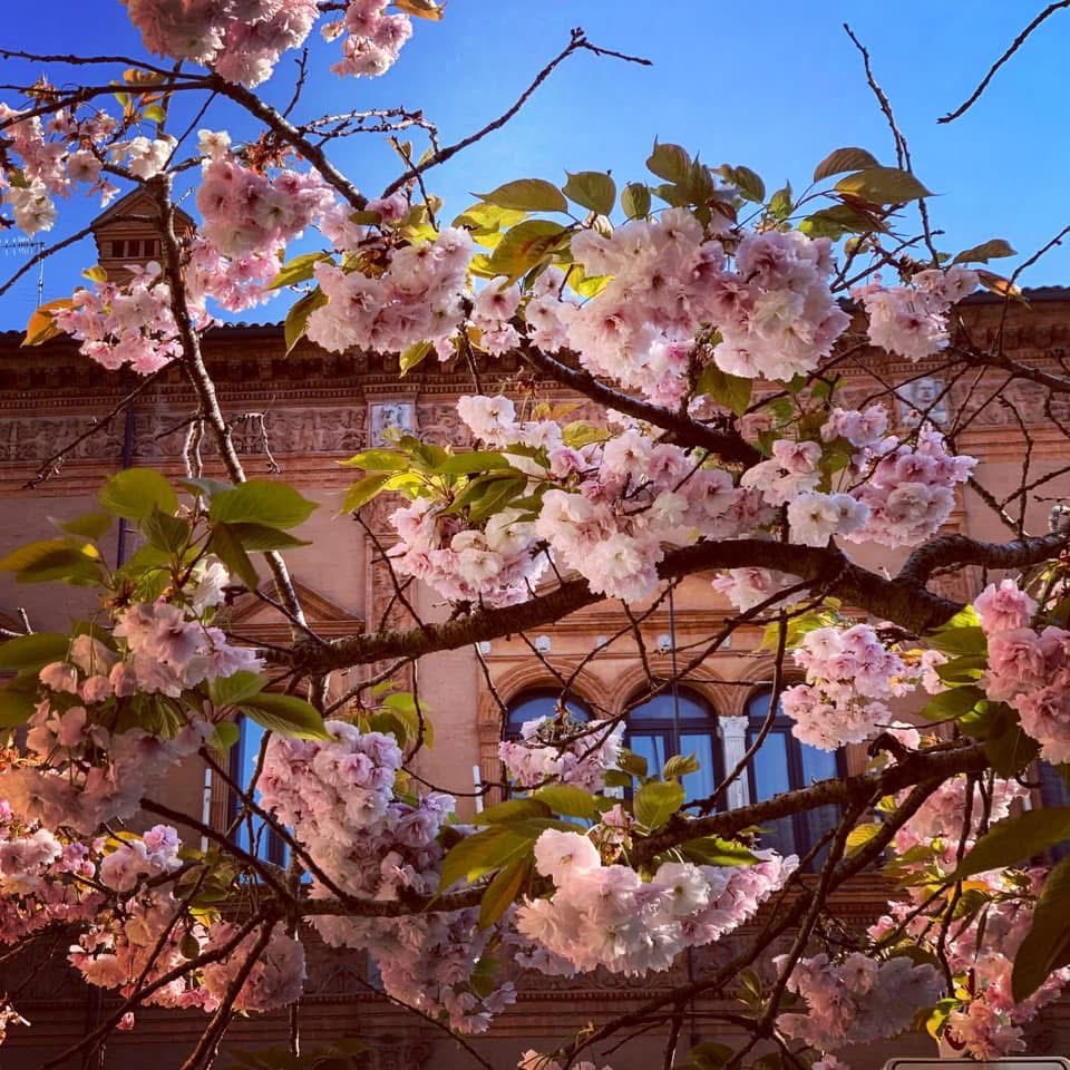 primavera e arrivata - Copy