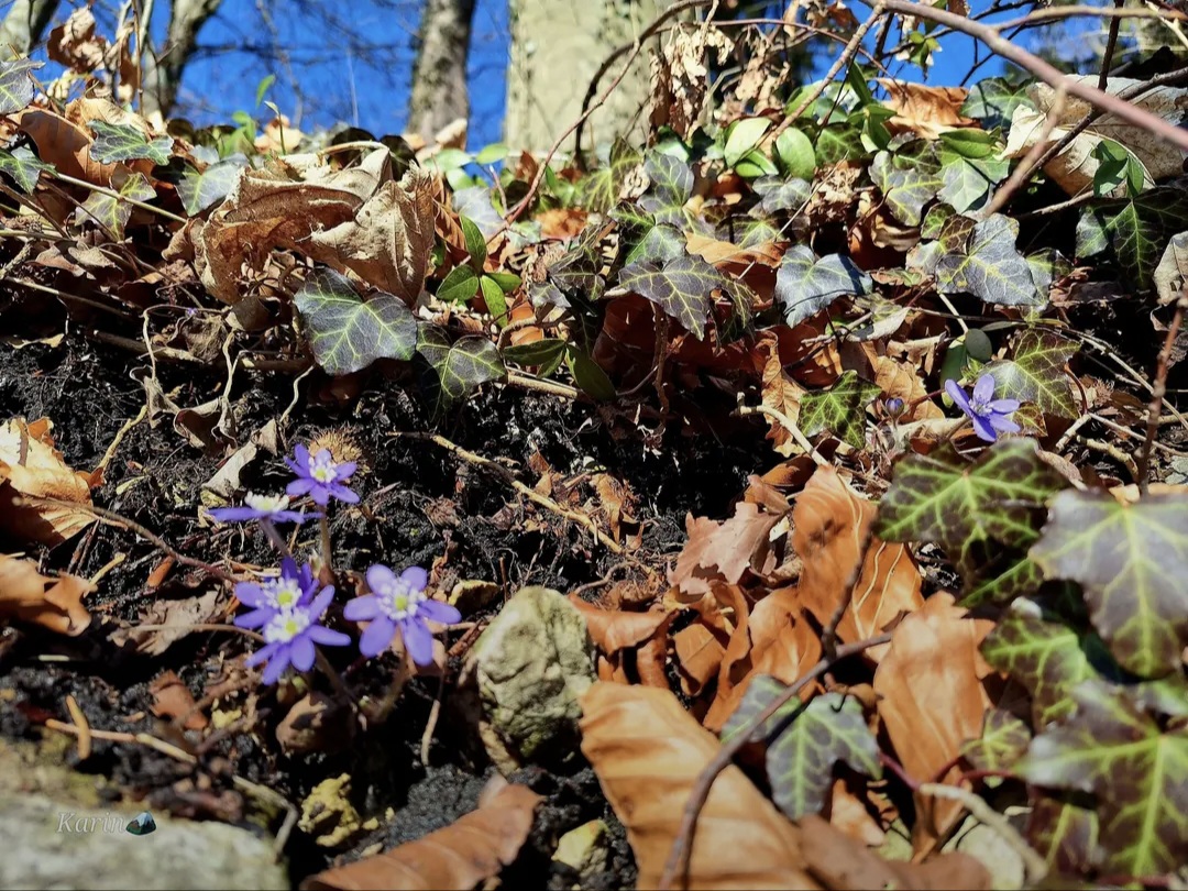 Screenshot 20260208 191853 Chrome