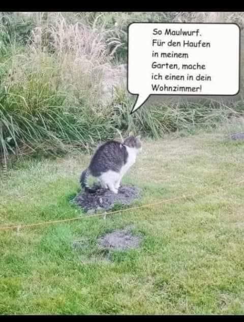 KatzenHaufen