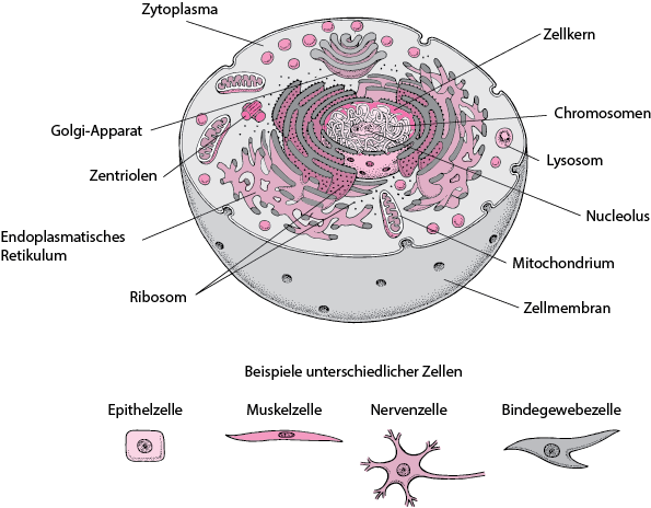 FUN inside a cell de