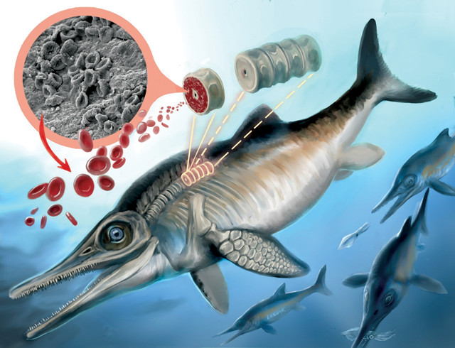 Artwork Jurassic-Ichthyosaur Curtin-Univ