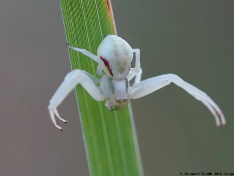 misumena-vatia-18.webp