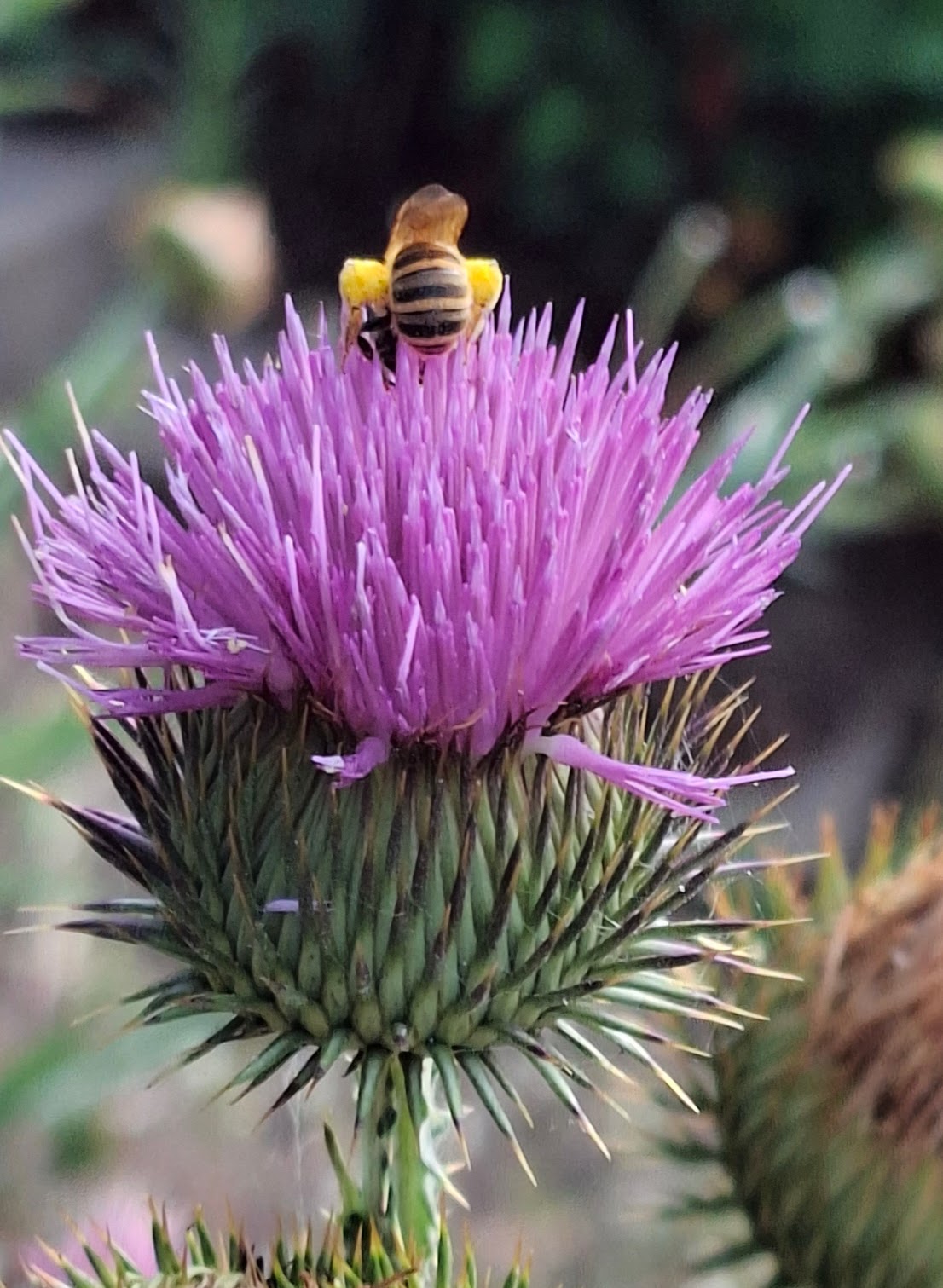 Distel2