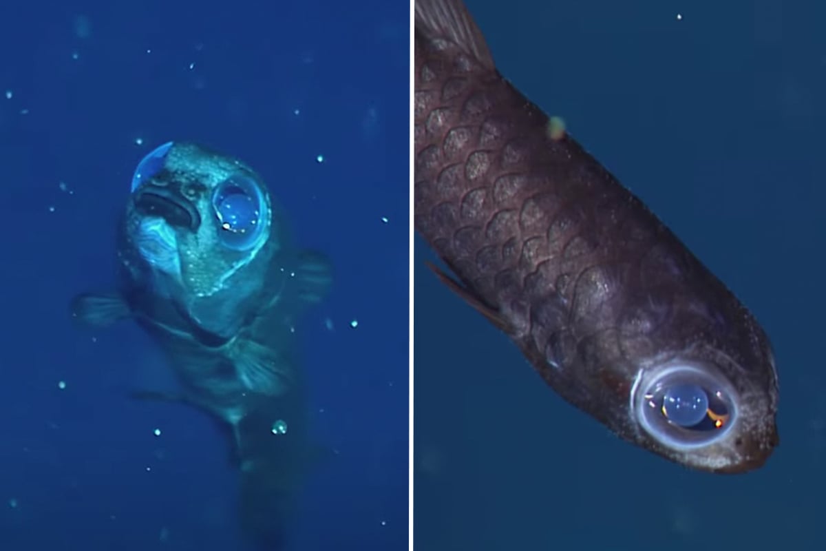 owlfish-mbari-video