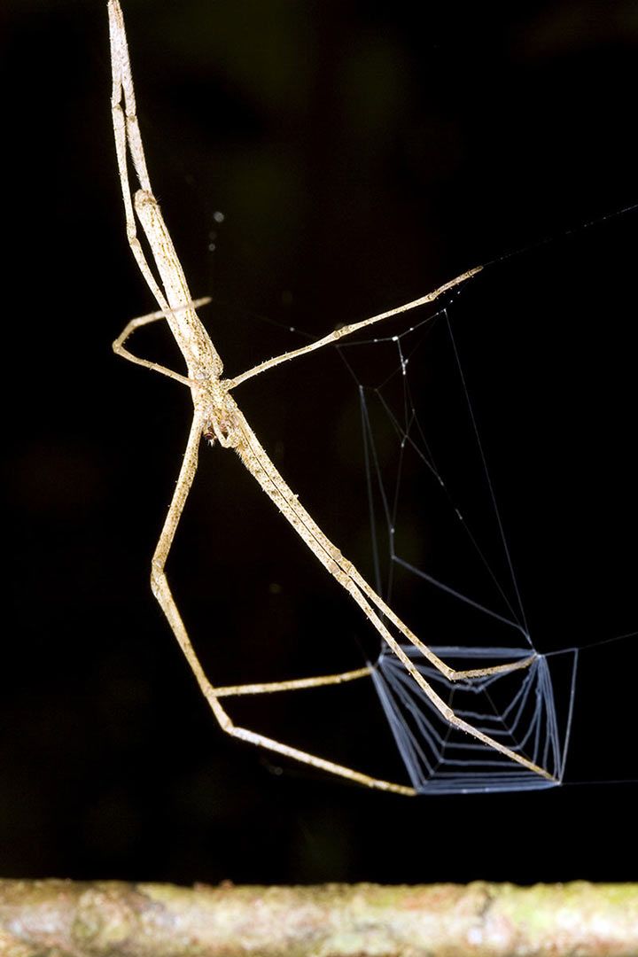 kescherspinne l