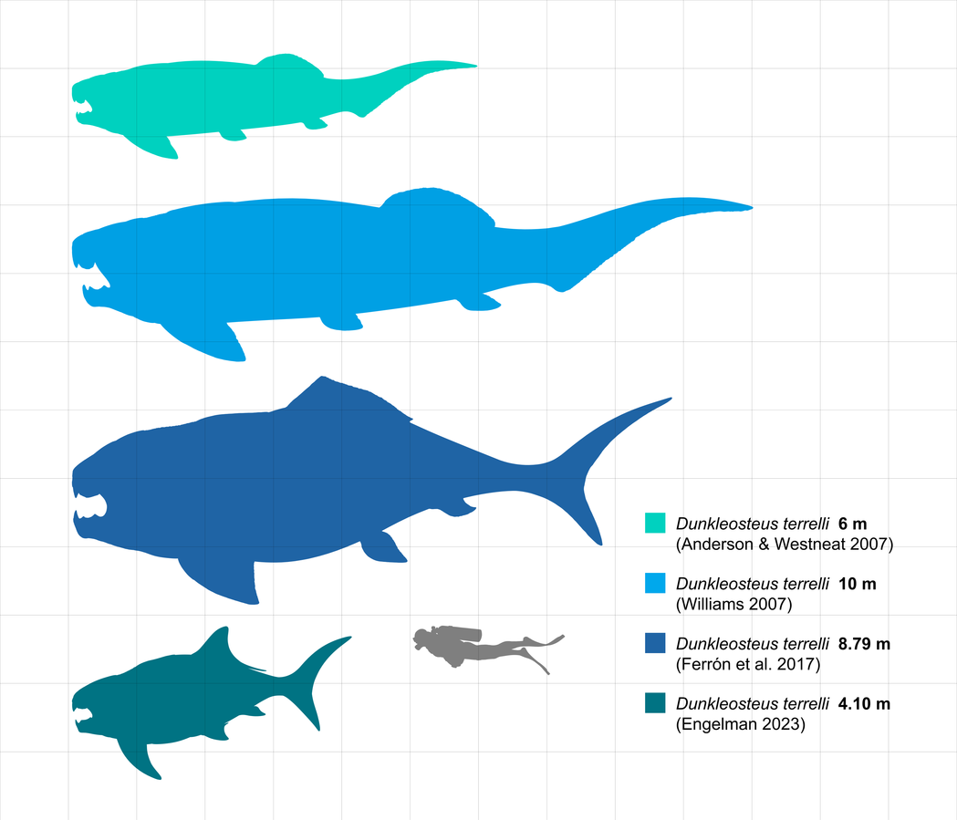 1049px-Dunkleosteus terrelli size