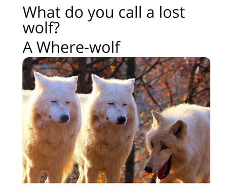 where wolf - Copy