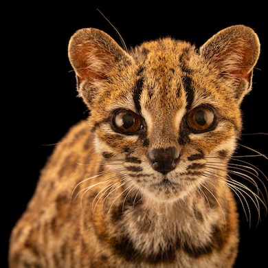 ANI100 00213 HR  square