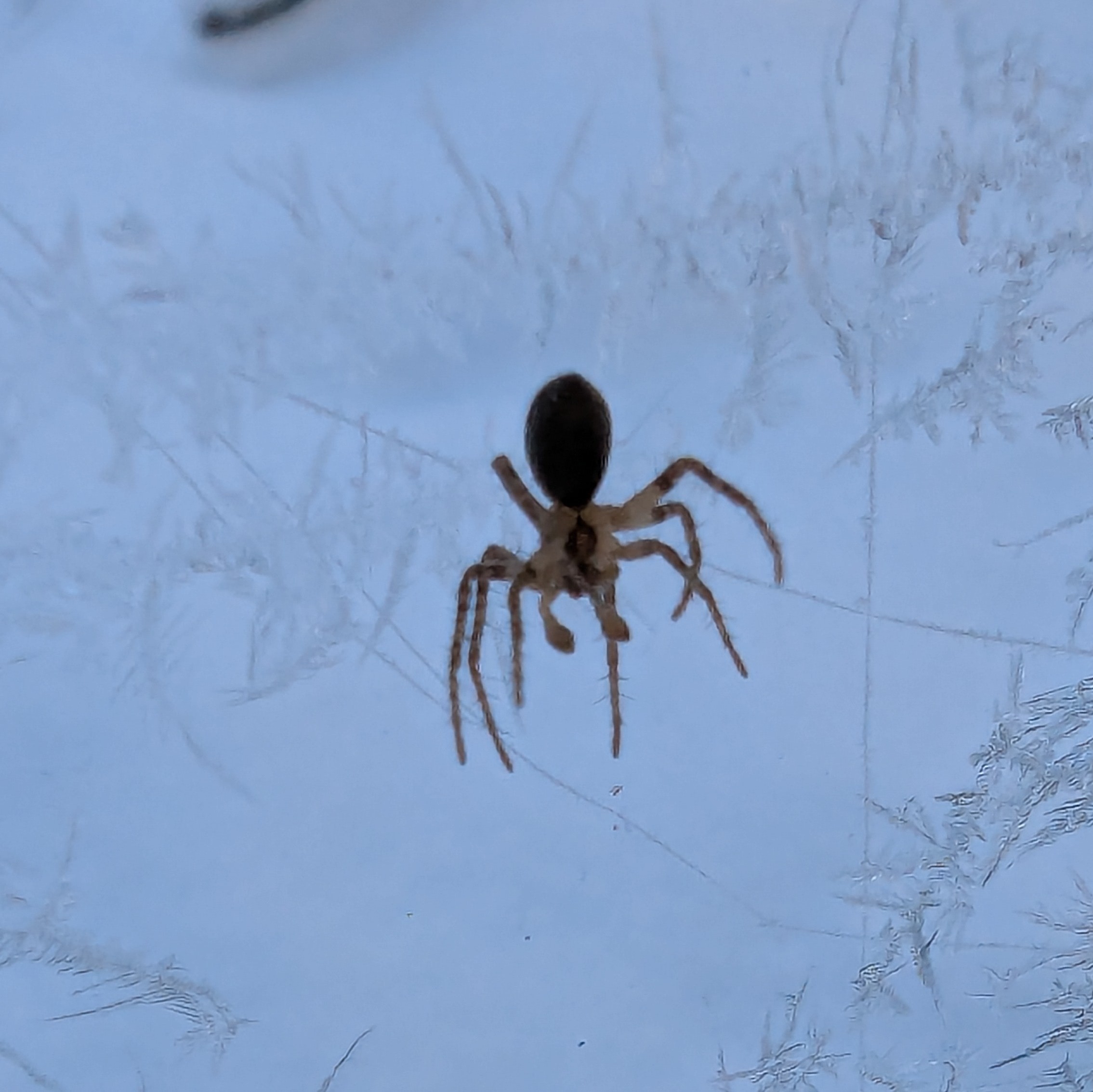 8b6c2244-df2b-4dec-b05a-42f99f9ccf95