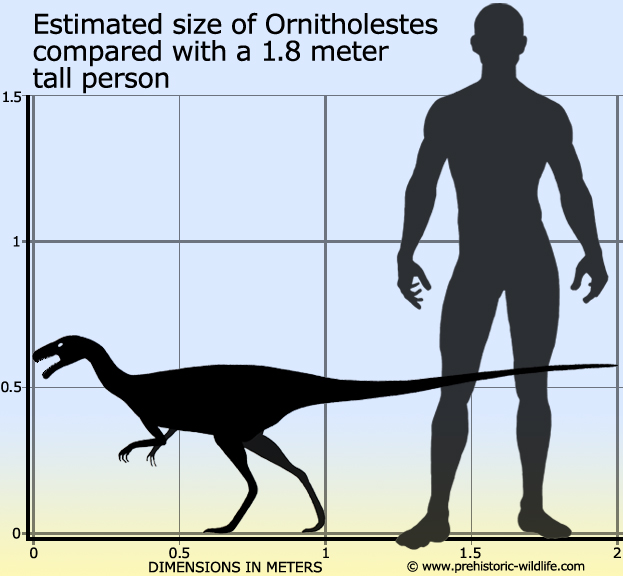 ornitholestes-size