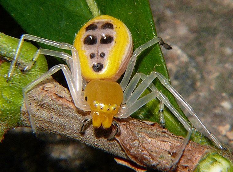 poecilothomisus-speciosus-steve-alison-a