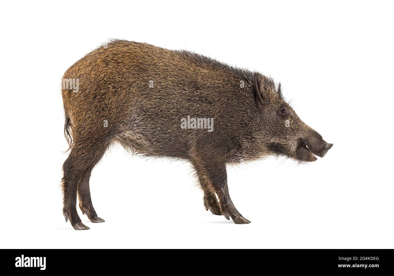 seitenansicht-profil-wildschwein-mund-of