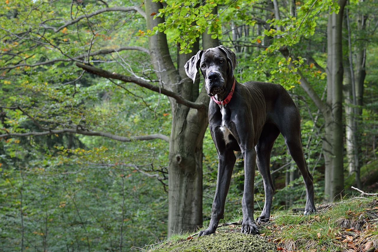 deutsche dogge 1509371676