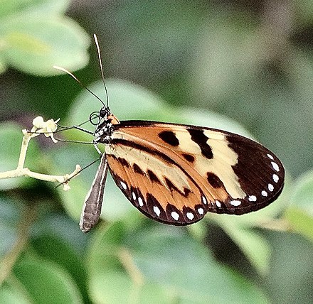 Mechanitis polymnia casabranca 1