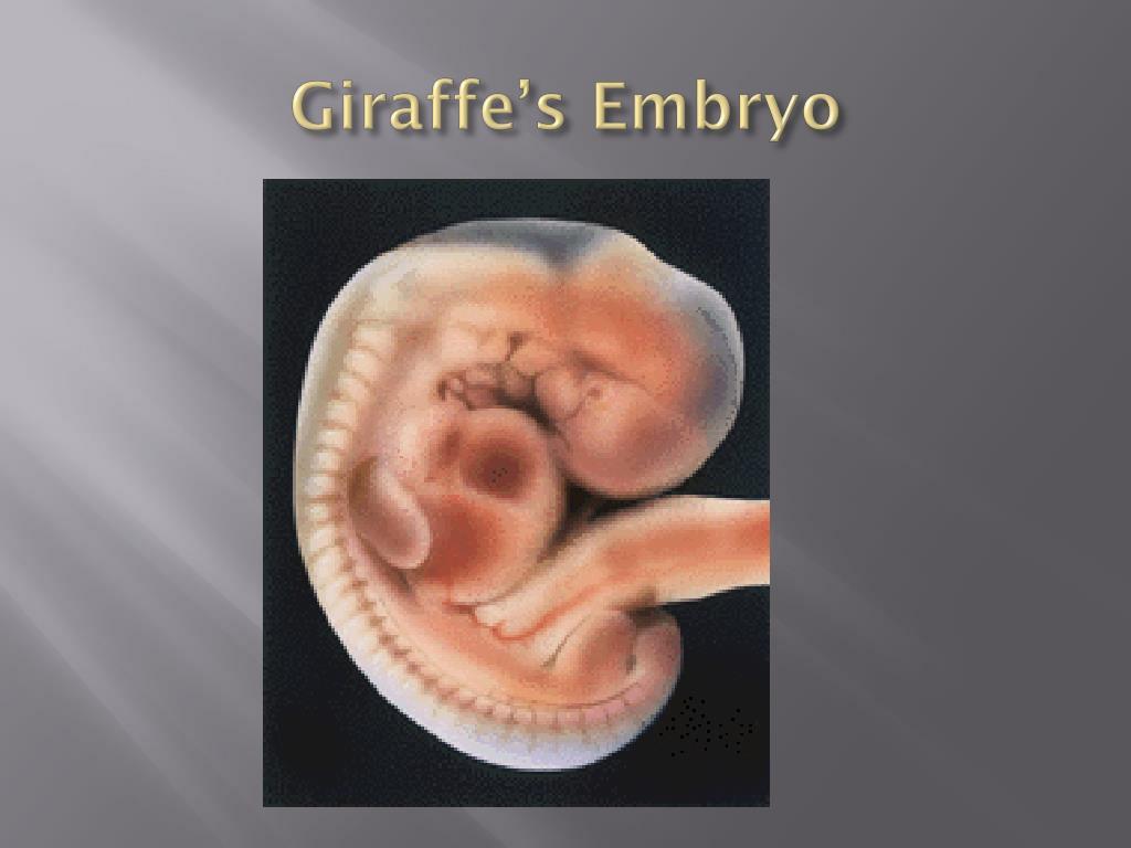 giraffe-s-embryo-l
